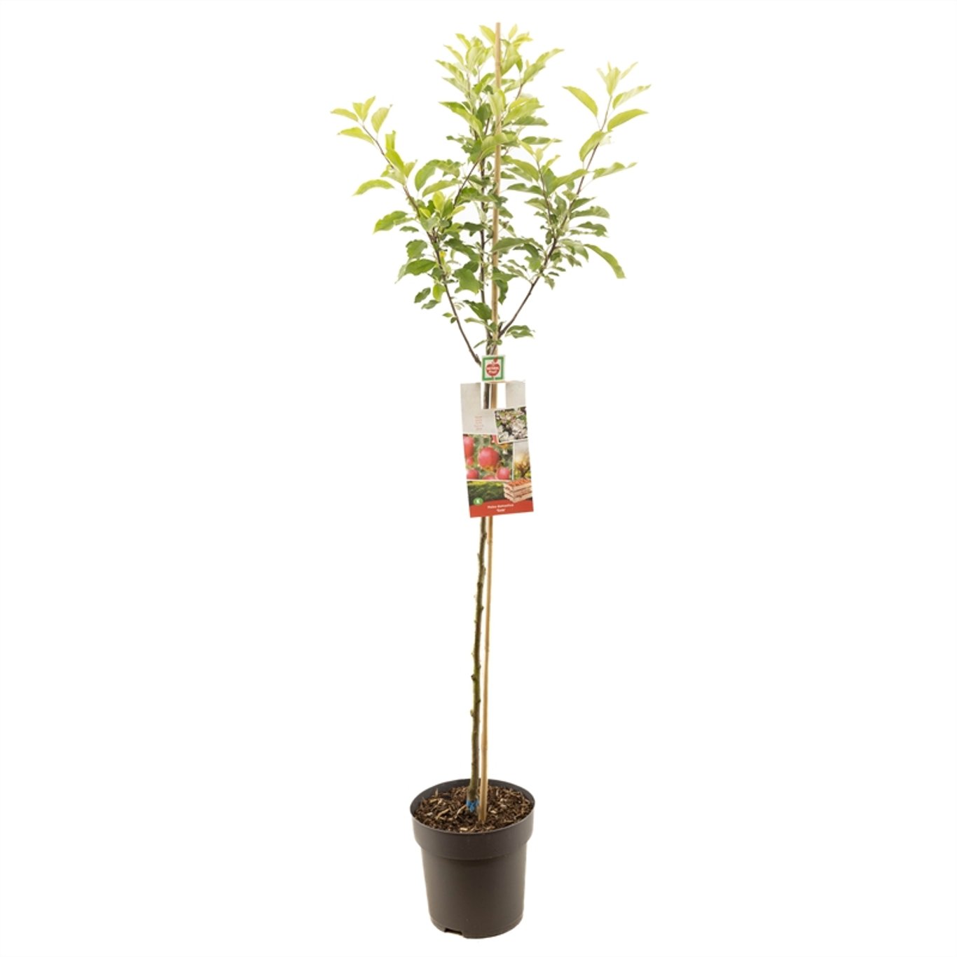 Malus d. 'Gala' - C7,5 175-225 CM Halfstem